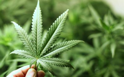 Find Your Perfect Cannabis Match at Dispensary Fort Covington NY