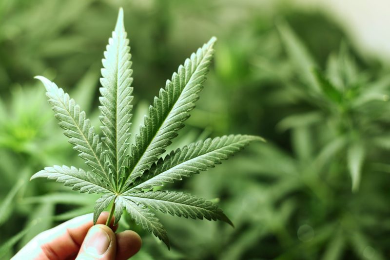 Find Your Perfect Cannabis Match at Dispensary Fort Covington NY