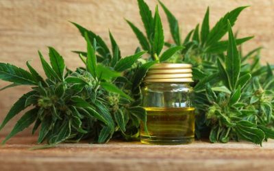 Find a Trusted Cannabis Dispensary in Brighton, CO for Your Wellness Needs