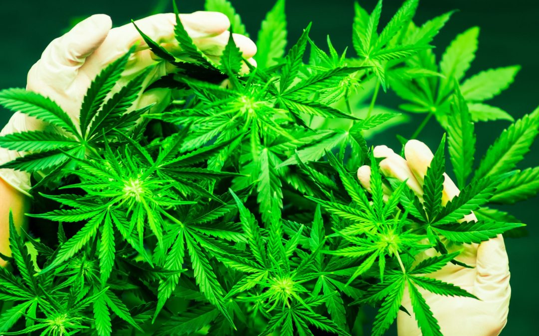 How Cannabis Flower Biloxi MS Can Improve Wellness for Local Consumers