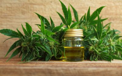 Unpacking the Benefits of Using an Online Cannabis Shop in Superior Township MI Residents Trust